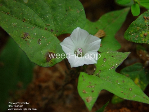 morningglory, pitted